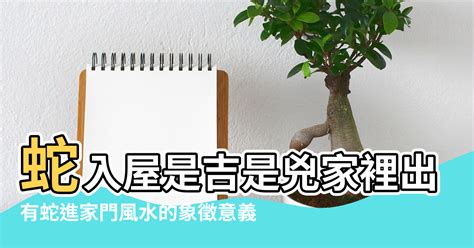 家門口有蛇|風水大師：蛇進家門有什麼預兆，應該怎麼處理呢？